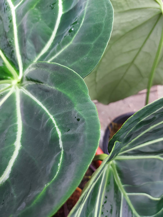anthurium magnificum, anthurium plants, anthurium crystallinum, how to import live plants from Indonesia, import live plants to USA