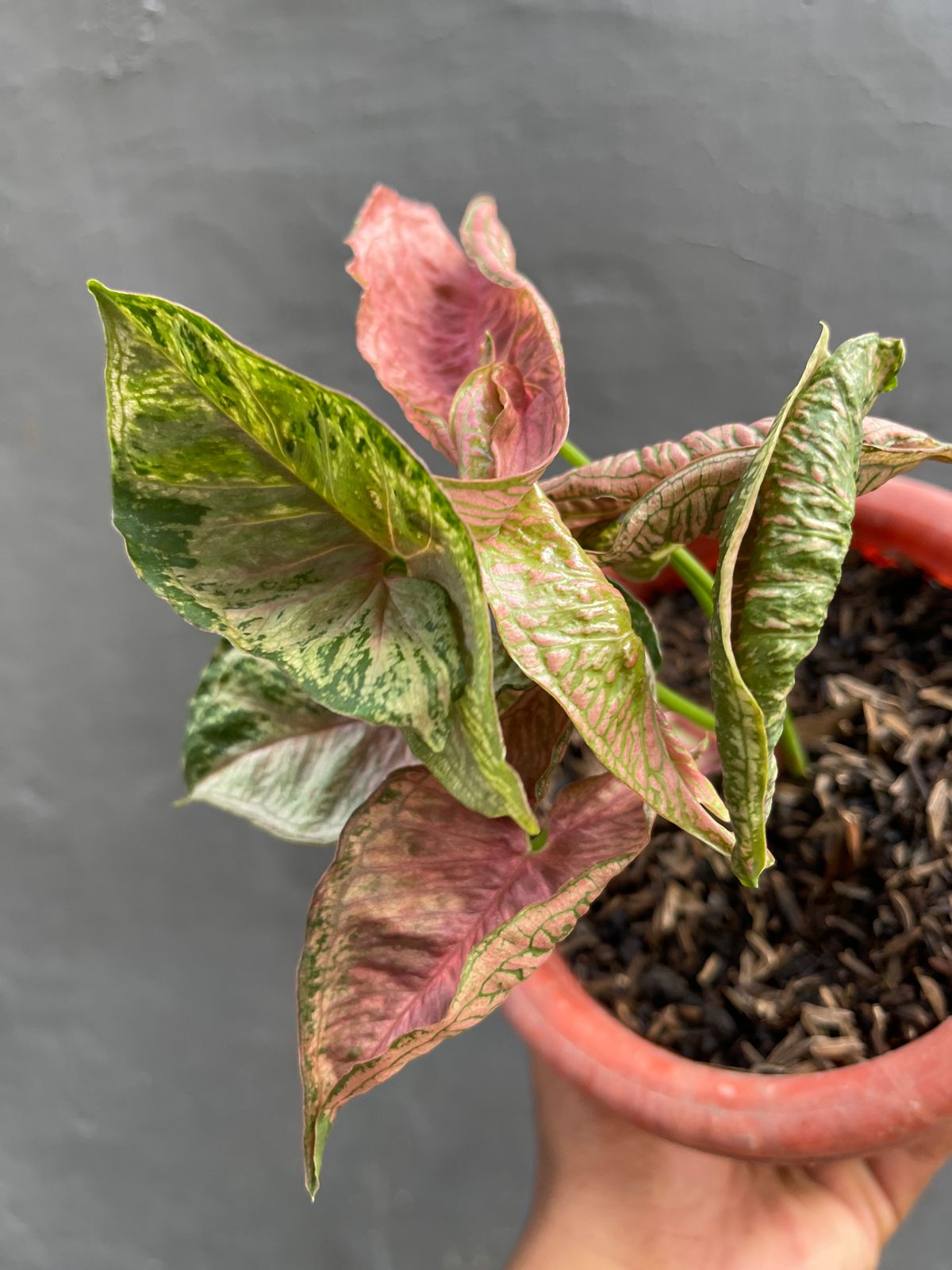 Scindapsus – Giant Tropical Nursery