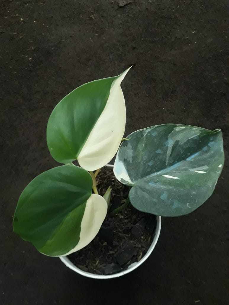 Philodendron Hederaceum Albo Variegated