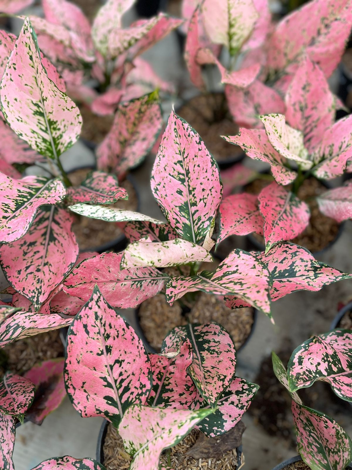 Wholesale Aglaonema Konkom Pink,Aglaonema pink,Aglaonema Plants,Plants aglaonema,rare aglaonema