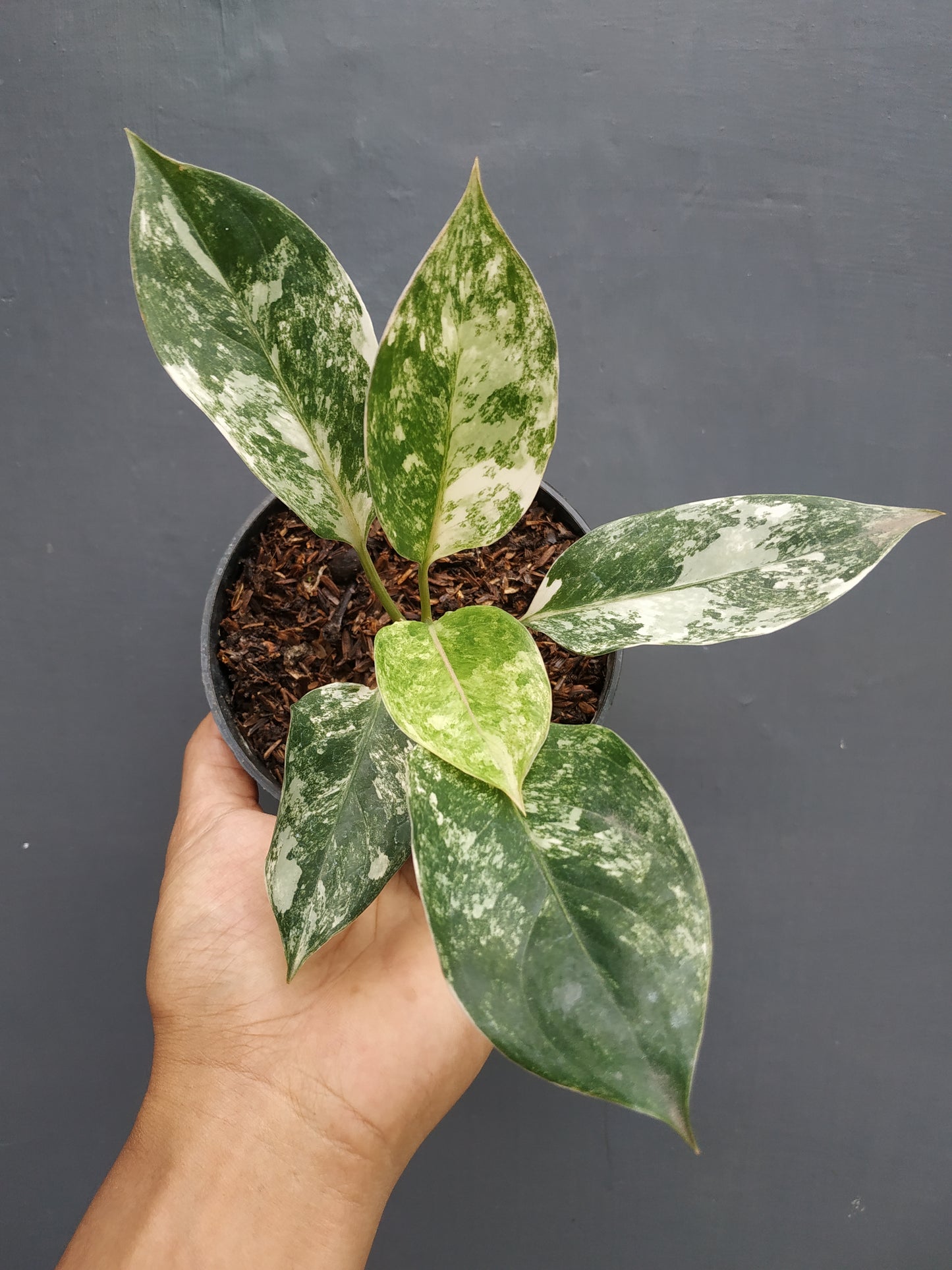 aglaonema, live aglaonema siam jade variegated, live aglaonema siam jade variegated plants, rare aglaonema siam jade variegated, rare aglaonema siam jade variegated live plants, tropical aglaonema siam jade variegated live plants, wholesale aglaonema siam jade variegated, outdoor plant, indoor plants, winter plants, summer plants, spring plants, houseplants, rare aglaonema siam jade variegated plants, live aglaonema siam jade variegated rare plants