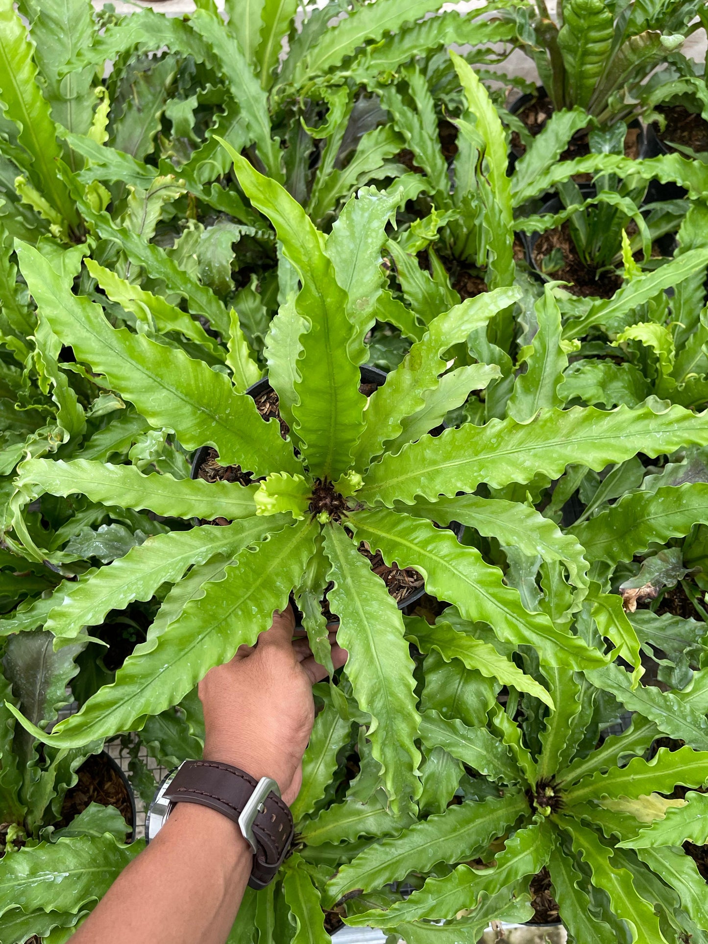 Asplenium Nidus,Asplenium plant,asplenium antiquum osaka,asplenium osaka,asplenium nidus birds nest fern,Plant sale,live plant,indoor plant,outdoor plant