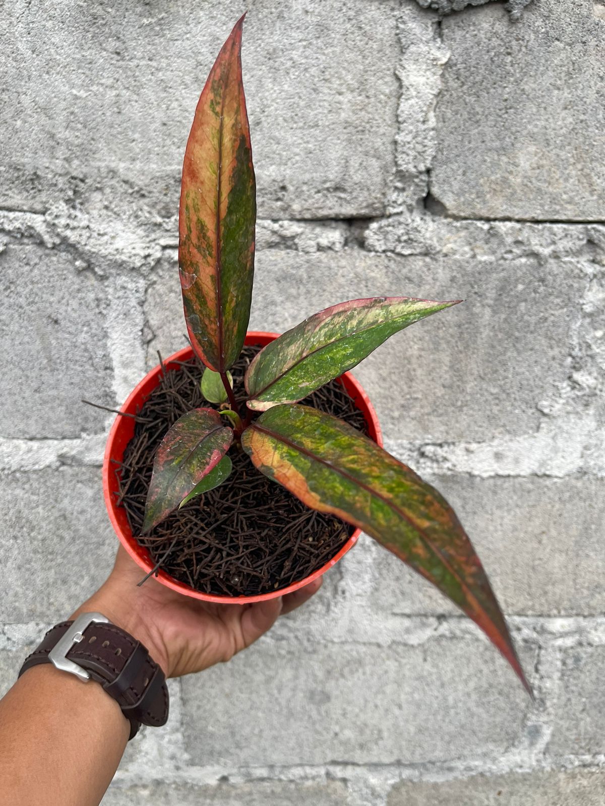 Anthurium Hookeri Pink Variegated,Anthurium Variegated,anthurium Hookeri,rare plant,rare plants,Anthurium