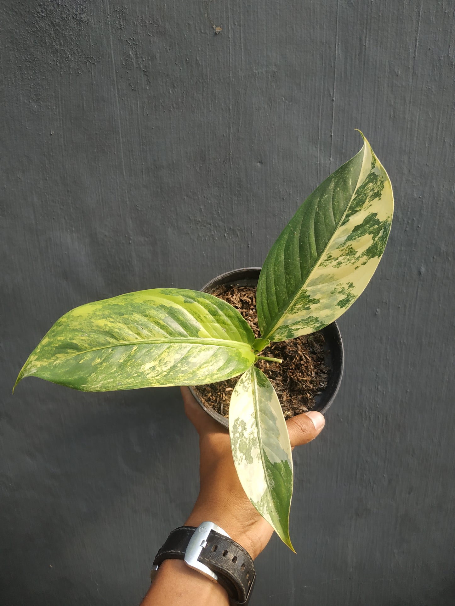 Dieffenbachia Big Ben Daguensis Variegated Small