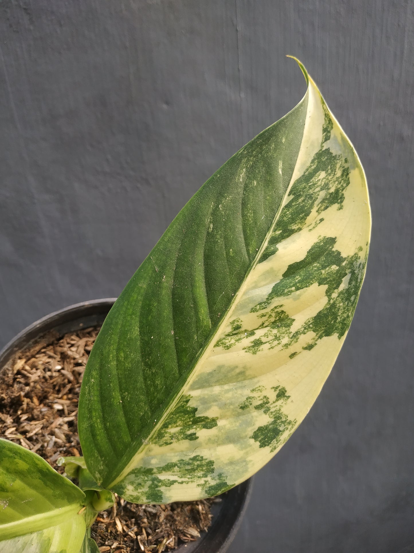 Dieffenbachia Big Ben Daguensis Variegated Small