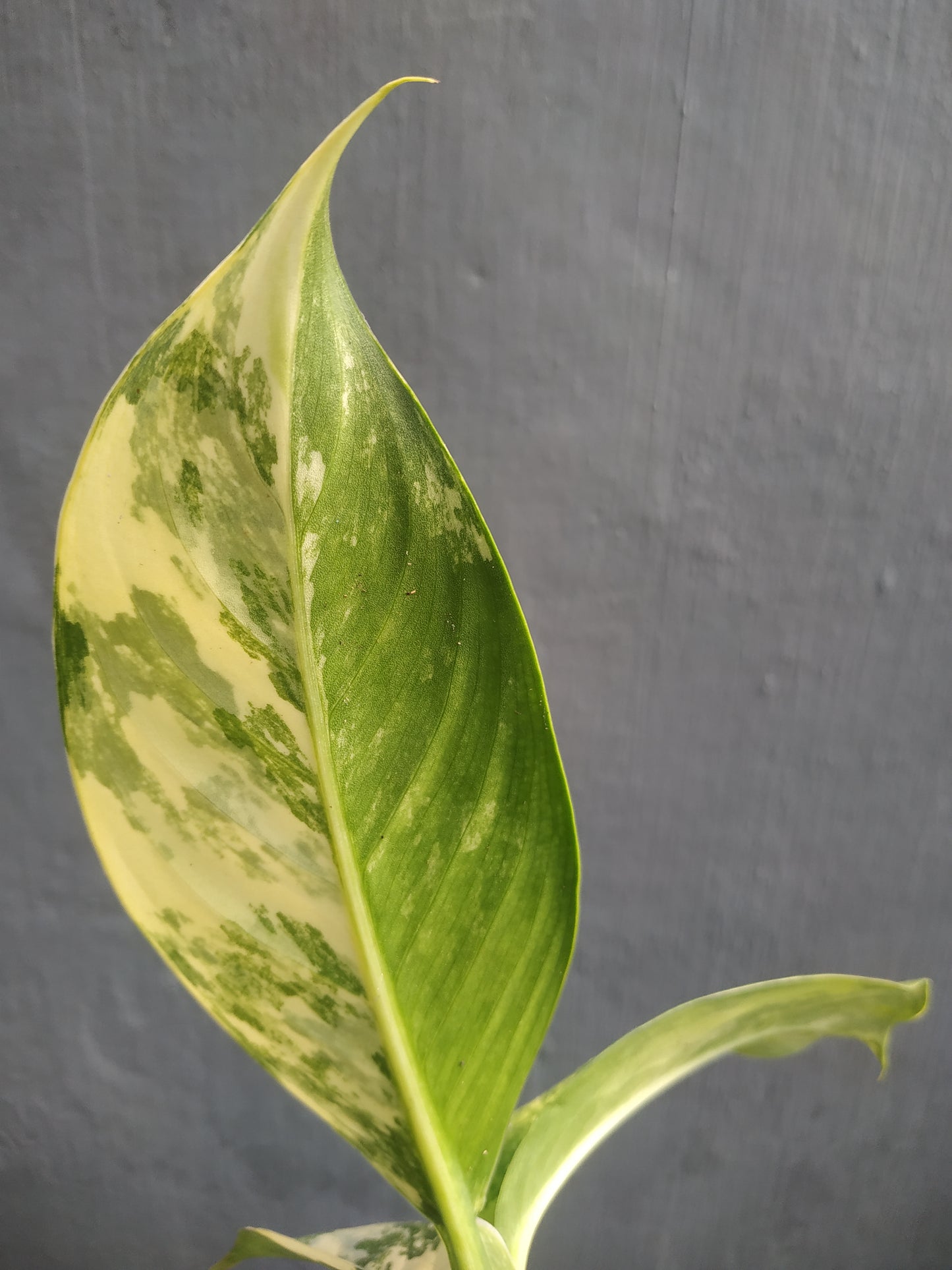 Dieffenbachia Big Ben Daguensis Variegated Small