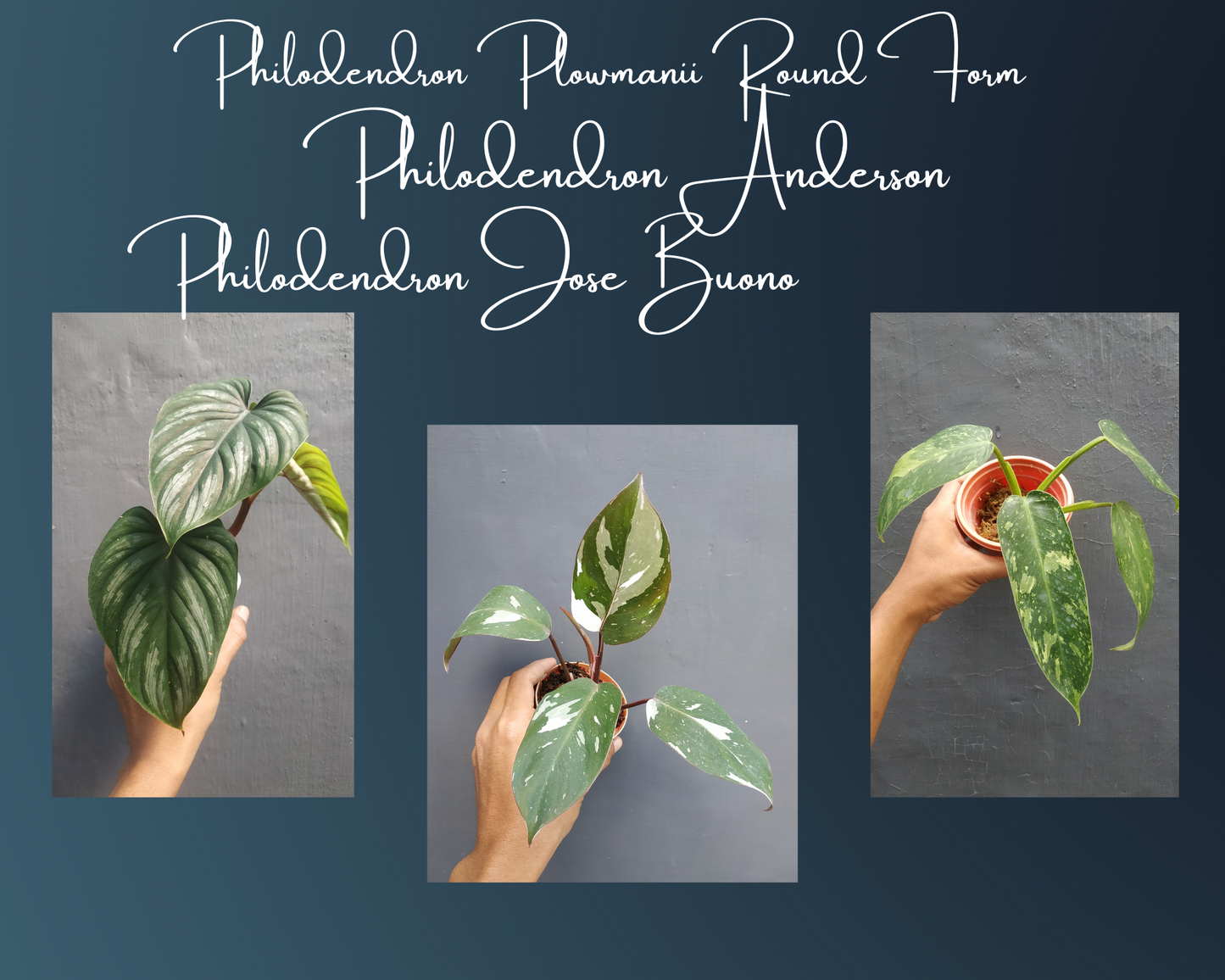 Philodendron Plowmanii Narrow Form Black Face, Philodendron Anderson, Philodendron Jose Buono