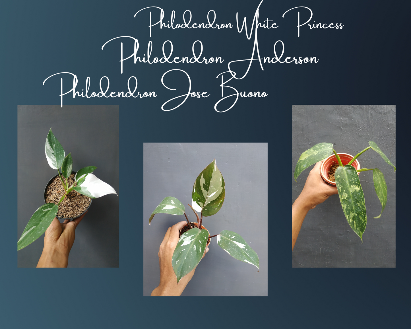 Philodendron White Princess, Philodendron Anderson, Philodendron Jose Buono