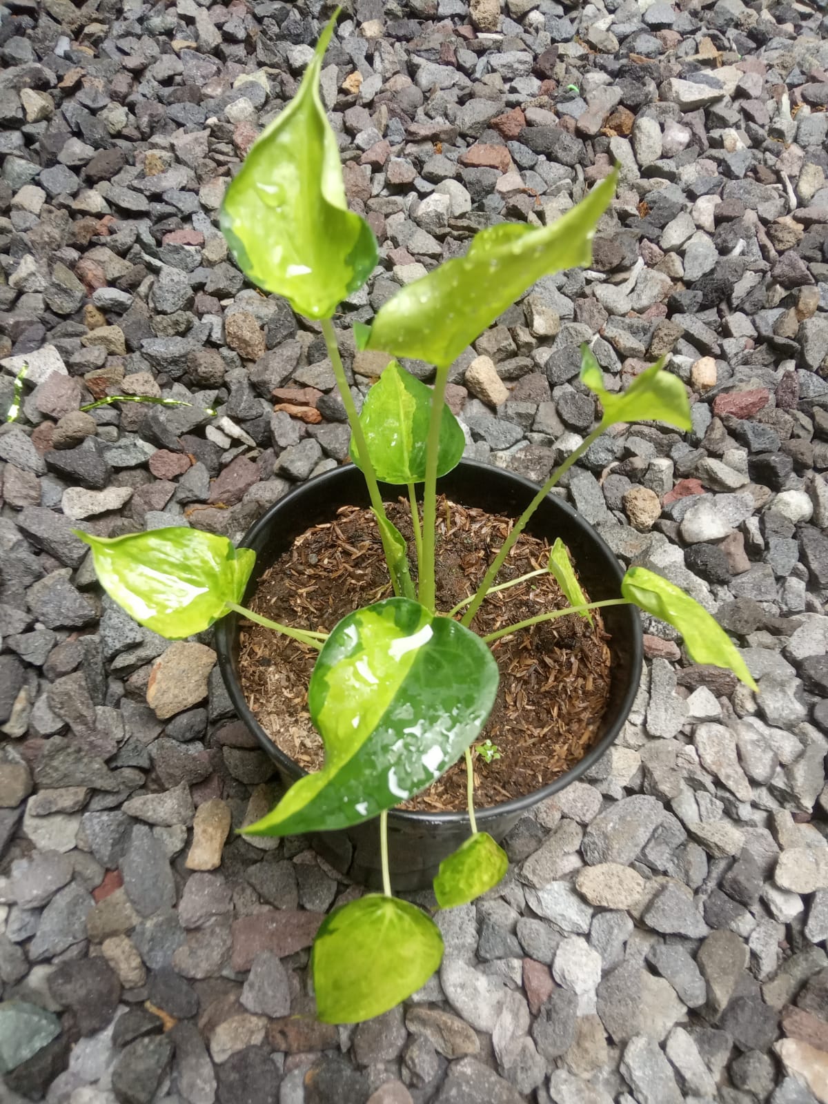 alocasia, live alocasia cucullata variegated, live alocasia cucullata variegated plants, rare alocasia cucullata variegated, rare alocasia cucullata variegated live plants, tropical alocasia cucullata variegated live plants, wholesale alocasia cucullata variegated, outdoor plant, indoor plants, winter plants, summer plants, spring plants, houseplants, rare alocasia cucullata variegated plants, live alocasia cucullata variegated rare plants