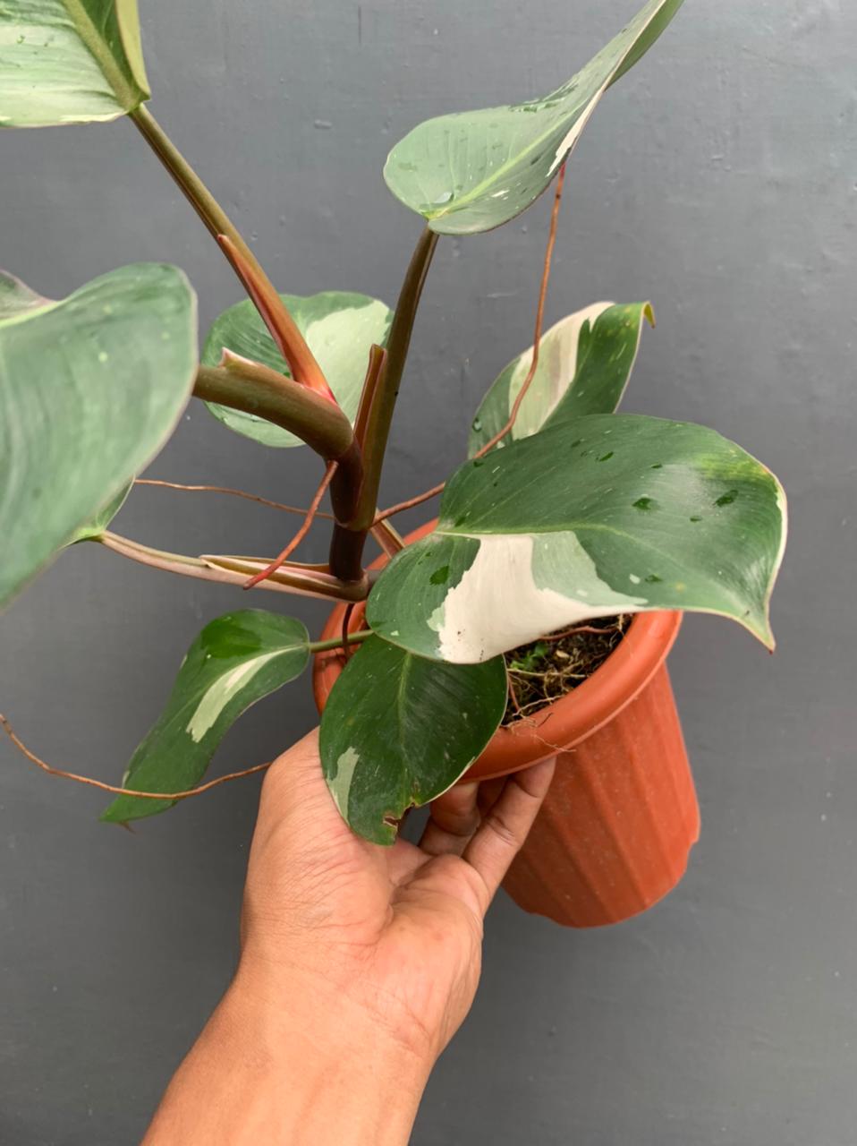 Philodendron White Knight Medium
