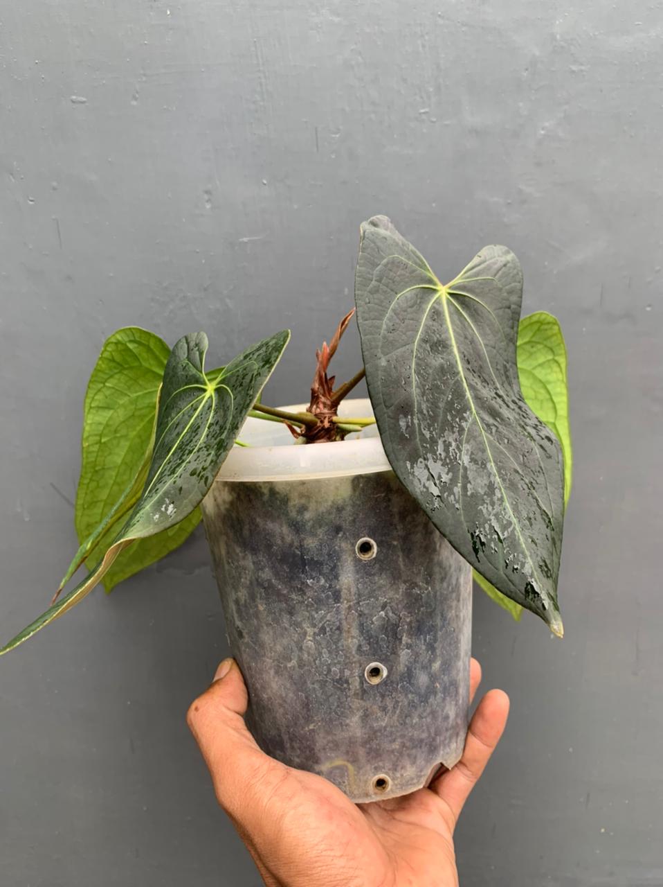 anthurium, anthurium papillilaminum, live anthurium papillilaminum, live anthurium papillilaminum plants, rare anthurium papillilaminum, rare anthurium papillilaminum live plants, tropical anthurium papillilaminum live plants, wholesale anthurium papillilaminum, outdoor plant, indoor plants, winter plants, summer plants, spring plants, houseplants, rare anthurium papillilaminum plants, live anthurium papillilaminum rare plants