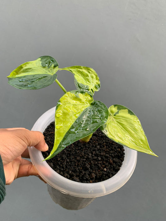 alocasia, live alocasia cucullata variegated, live alocasia cucullata variegated plants, rare alocasia cucullata variegated, rare alocasia cucullata variegated live plants, tropical alocasia cucullata variegated live plants, wholesale alocasia cucullata variegated, outdoor plant, indoor plants, winter plants, summer plants, spring plants, houseplants, rare alocasia cucullata variegated plants, live alocasia cucullata variegated rare plants