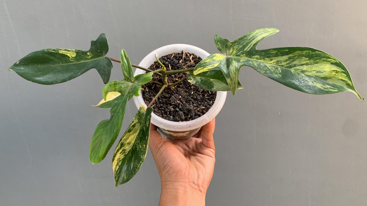 Philodendron florida beauty,philodendron,rare philodendron,foliage,variegated philodendron,indoor garden,variegated plants,variegated