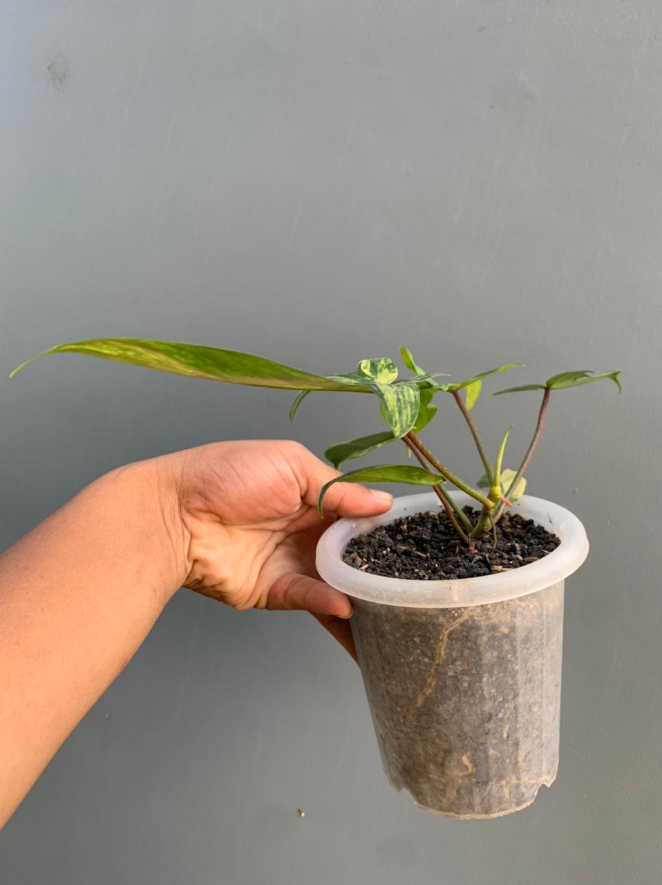 Philodendron Florida Beauty