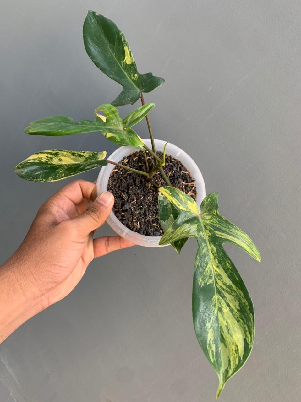 Philodendron Florida Beauty
