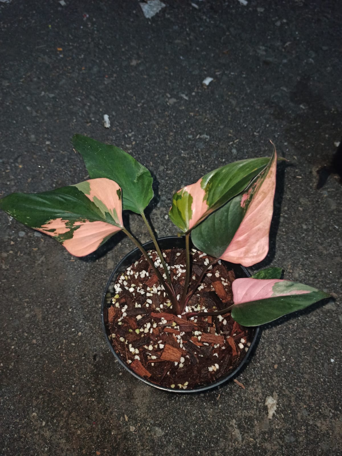 Homalomena aromatica variegated, live Homalomena aromatica variegated, live Homalomena aromatica variegated plants, rare Homalomena aromatica variegated, rare Homalomena aromatica variegated, live plants Homalomena aromatica variegated, tropical Homalomena aromatica variegated live plants, wholesale Homalomena aromatica variegated, outdoor plant, indoor plants, winter plants, summer plants, spring plants, houseplants, rare Homalomena aromatica variegated live plants,
