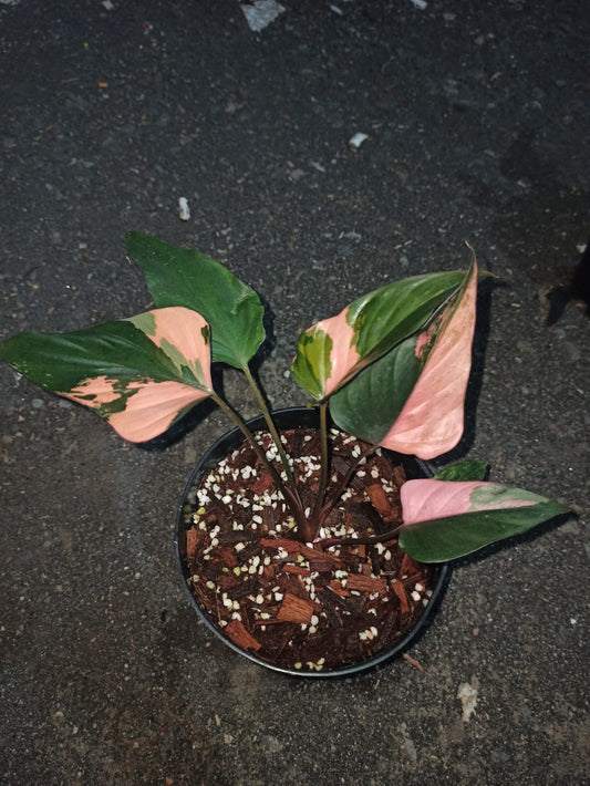 Homalomena aromatica variegated, live Homalomena aromatica variegated, live Homalomena aromatica variegated plants, rare Homalomena aromatica variegated, rare Homalomena aromatica variegated, live plants Homalomena aromatica variegated, tropical Homalomena aromatica variegated live plants, wholesale Homalomena aromatica variegated, outdoor plant, indoor plants, winter plants, summer plants, spring plants, houseplants, rare Homalomena aromatica variegated live plants,