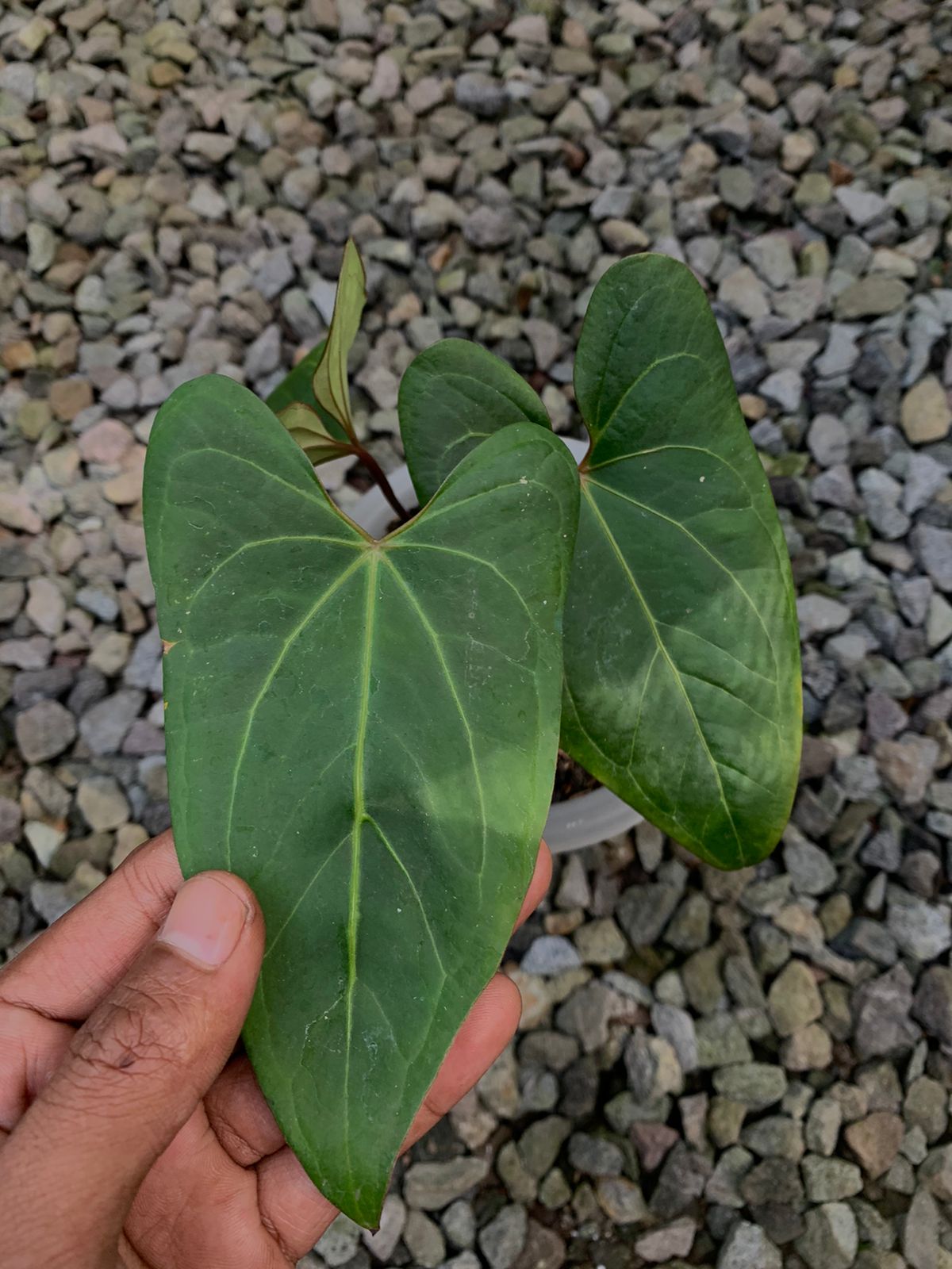 Anthurium Papilillaminum Red Stem