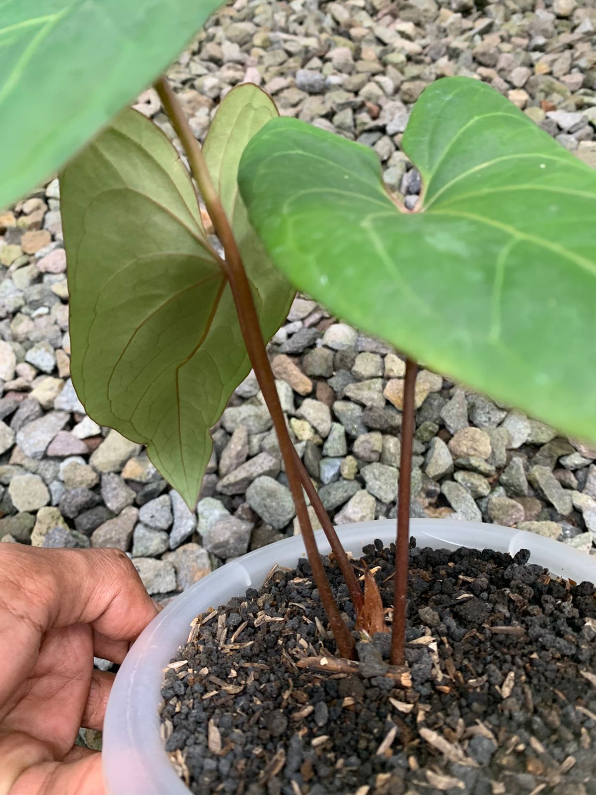 Anthurium Papilillaminum Red Stem