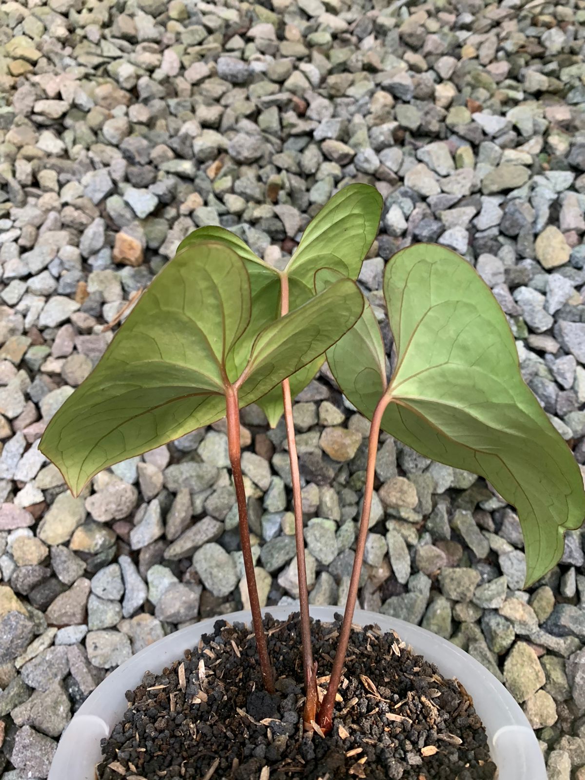 Anthurium Papilillaminum Red Stem