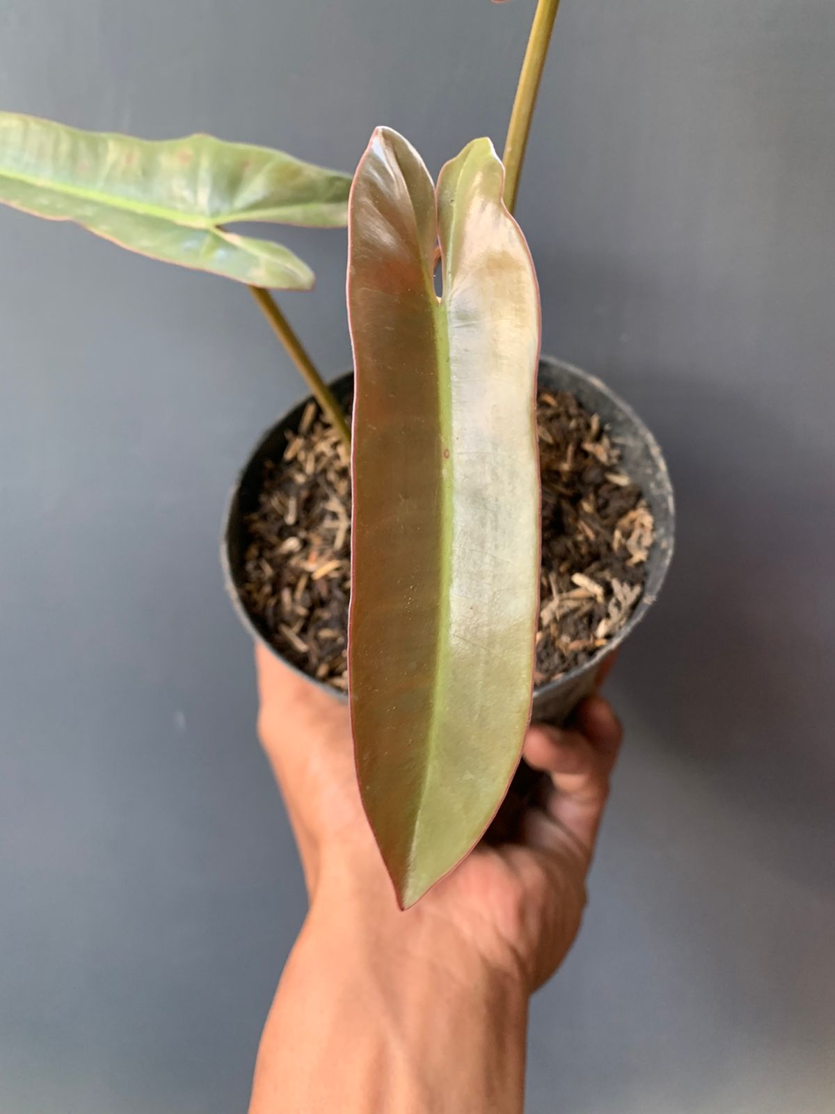 Philodendron Atabapoense