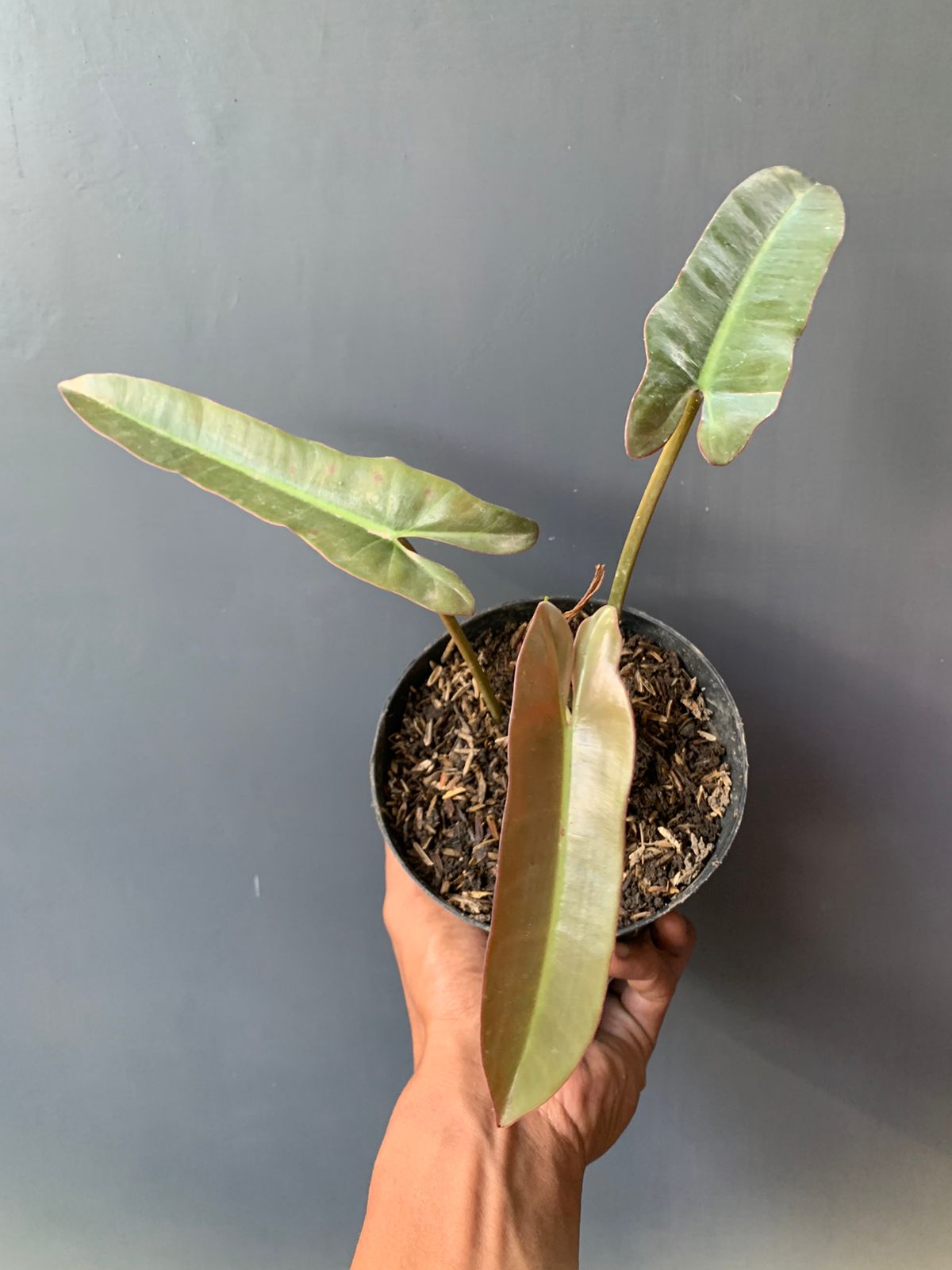 Philodendron Atabapoense