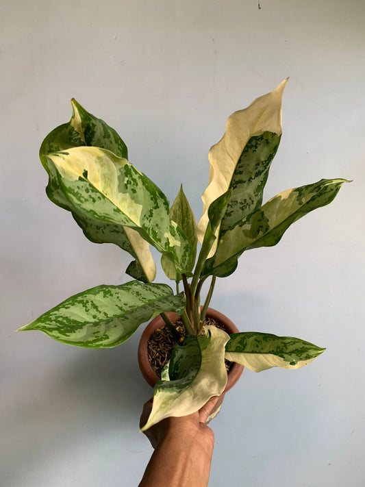 Aglaonema Commutatum Variegated