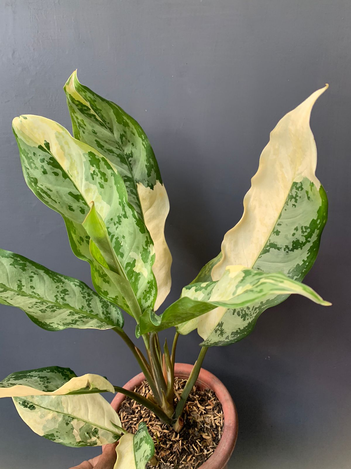 Aglaonema Commutatum Variegated