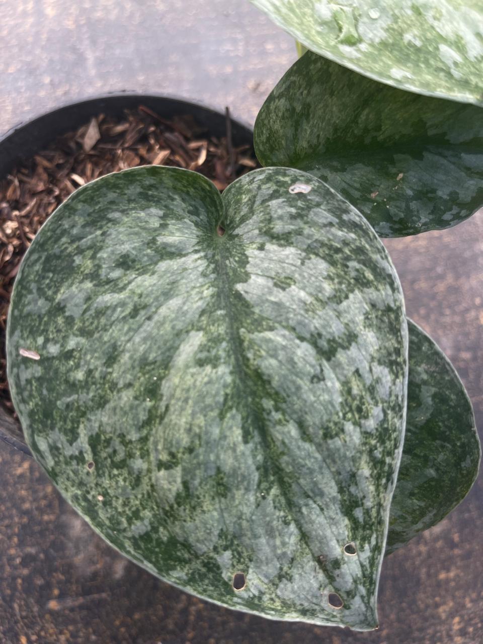 Scindapsus Exotica Mint Variegated
