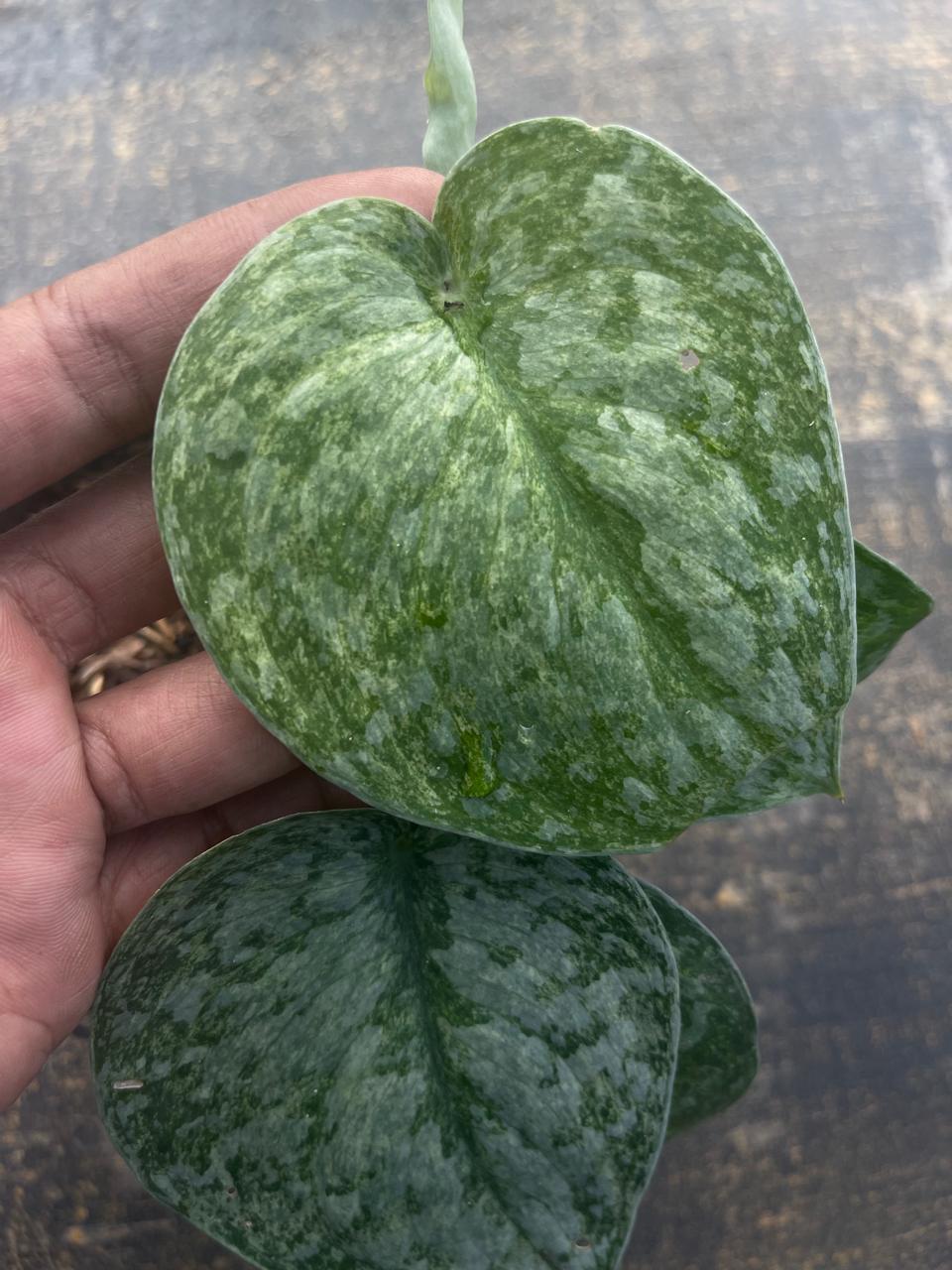 Scindapsus Exotica Mint Variegated