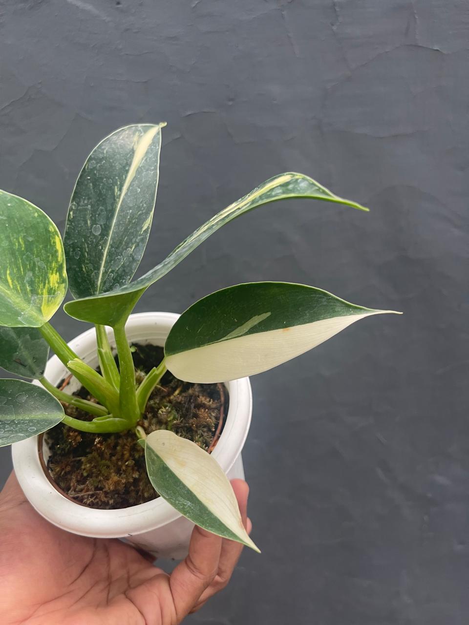 Philodendron Green Congo Local Variegated Medium