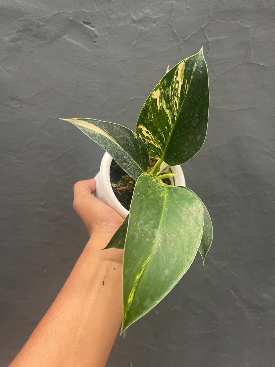 Philodendron Green Congo Local Variegated Medium