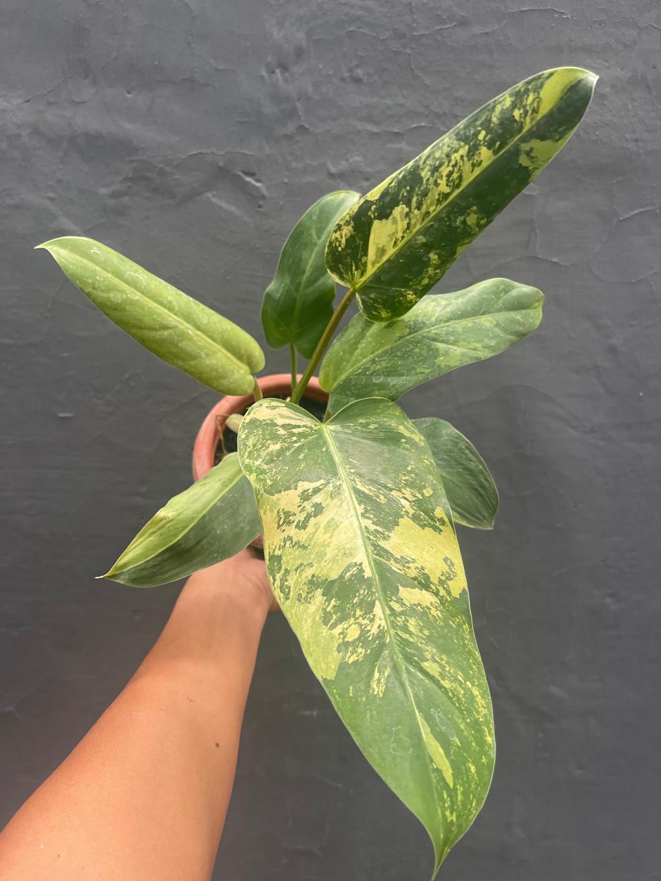 Philodendron Whippleway Variegated