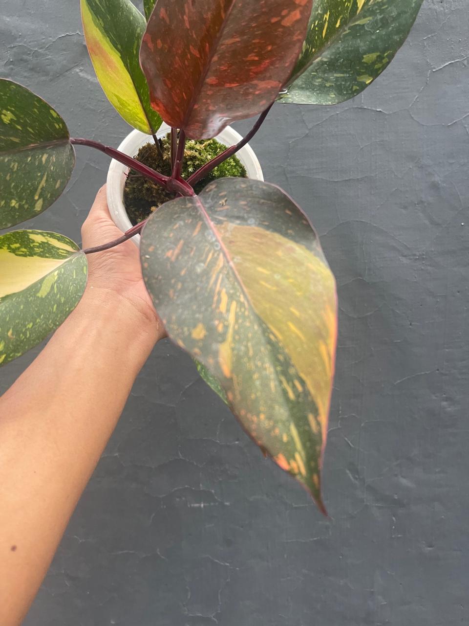 Philodendron Orange Princess Variegated