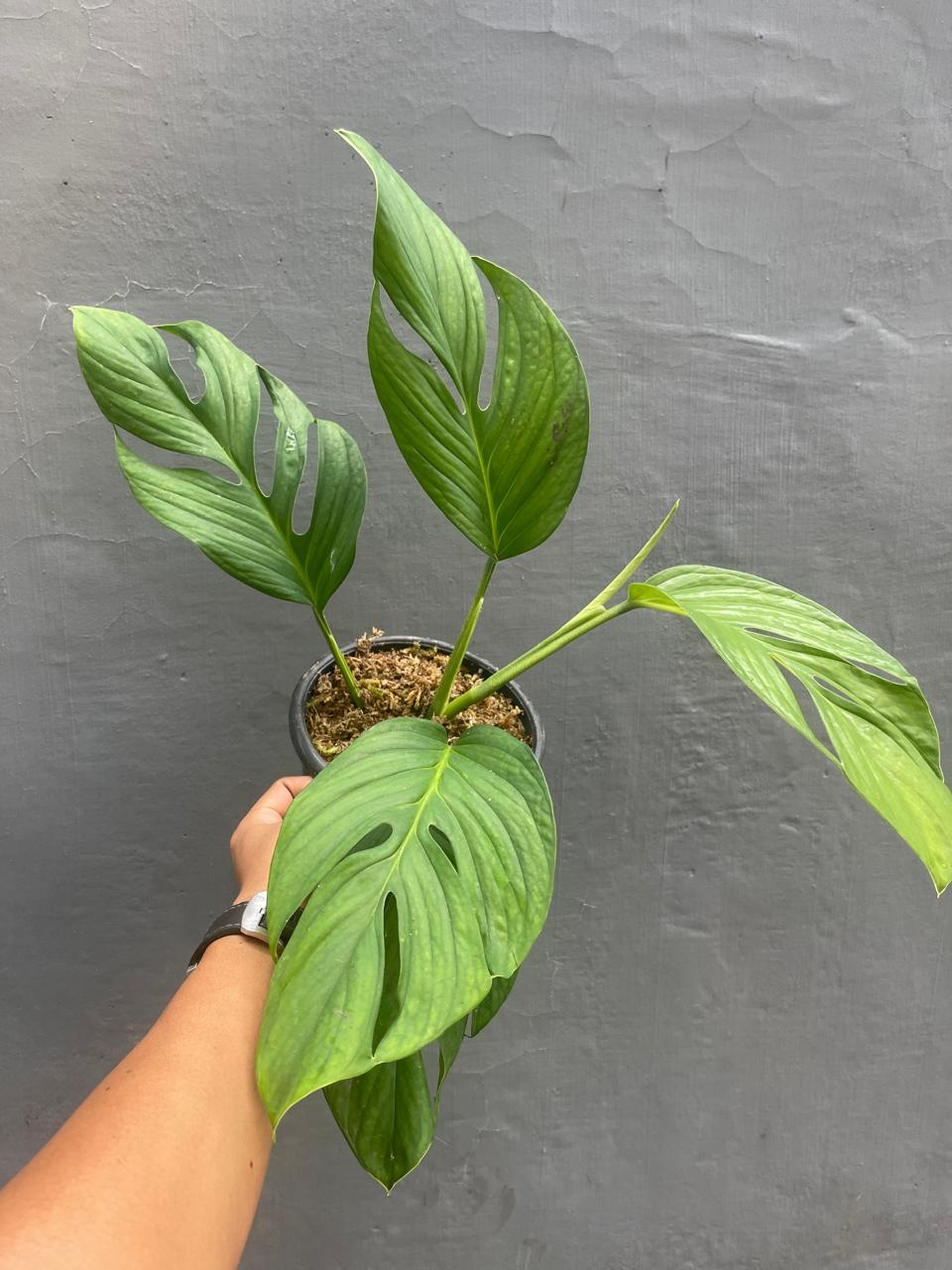Monstera Pinnatipartita Large Leaves