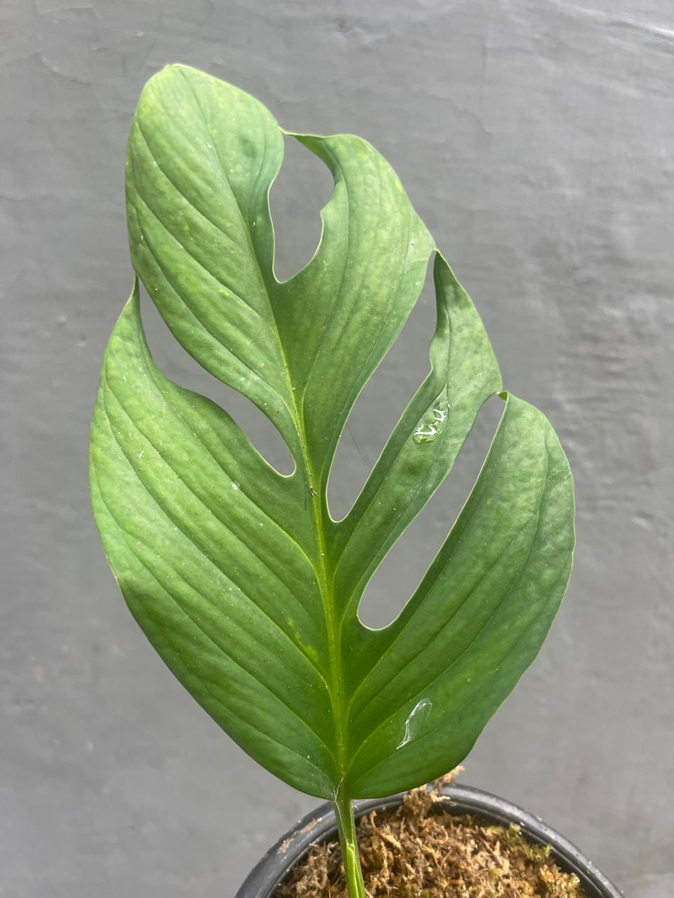 Monstera Pinnatipartita Large Leaves