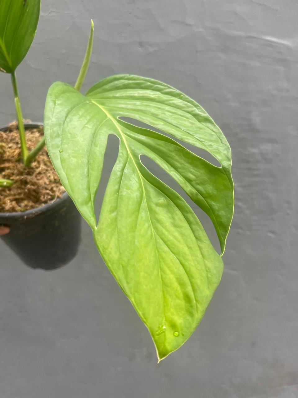 Monstera Pinnatipartita Large Leaves
