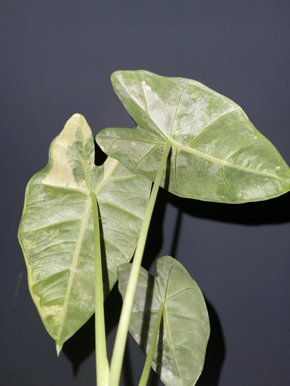 Alocasia Frydex Variegated