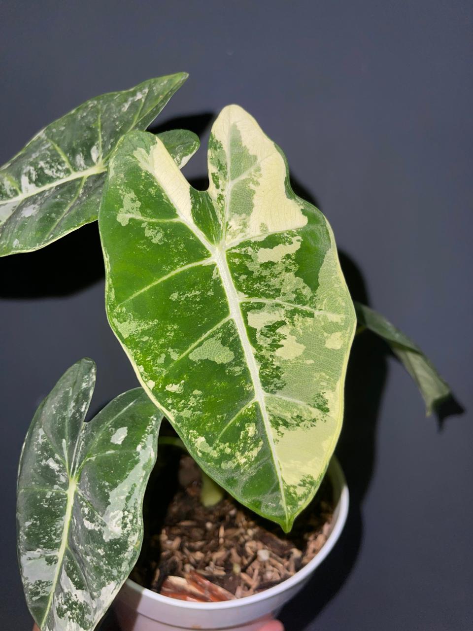alocasia frydex variegated,locasia frydex,variegated plants,variegated alocasia