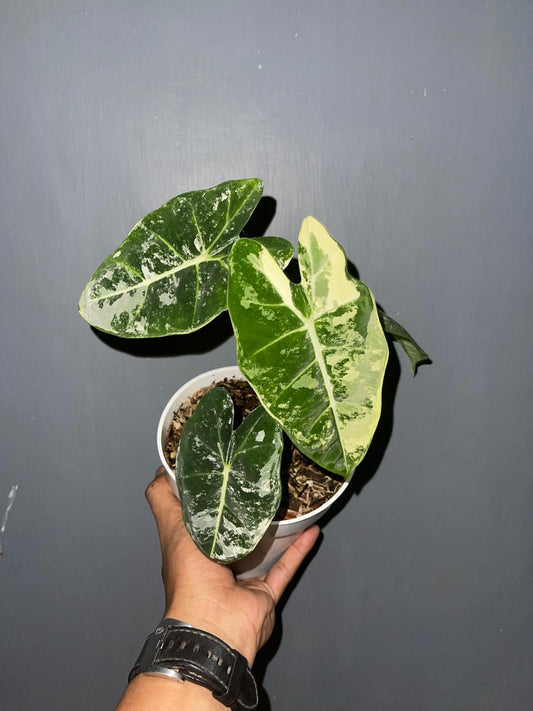 alocasia,alocasia frydex,alocasia frydex variegated,alocasia variegated,variegate plants,variegated,variegated alocasia
