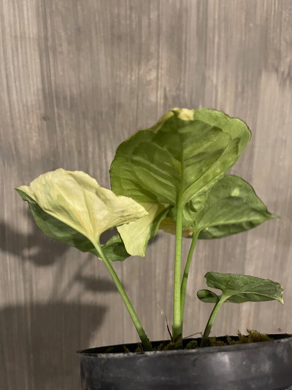 Syngonium Orm Tong Variegated