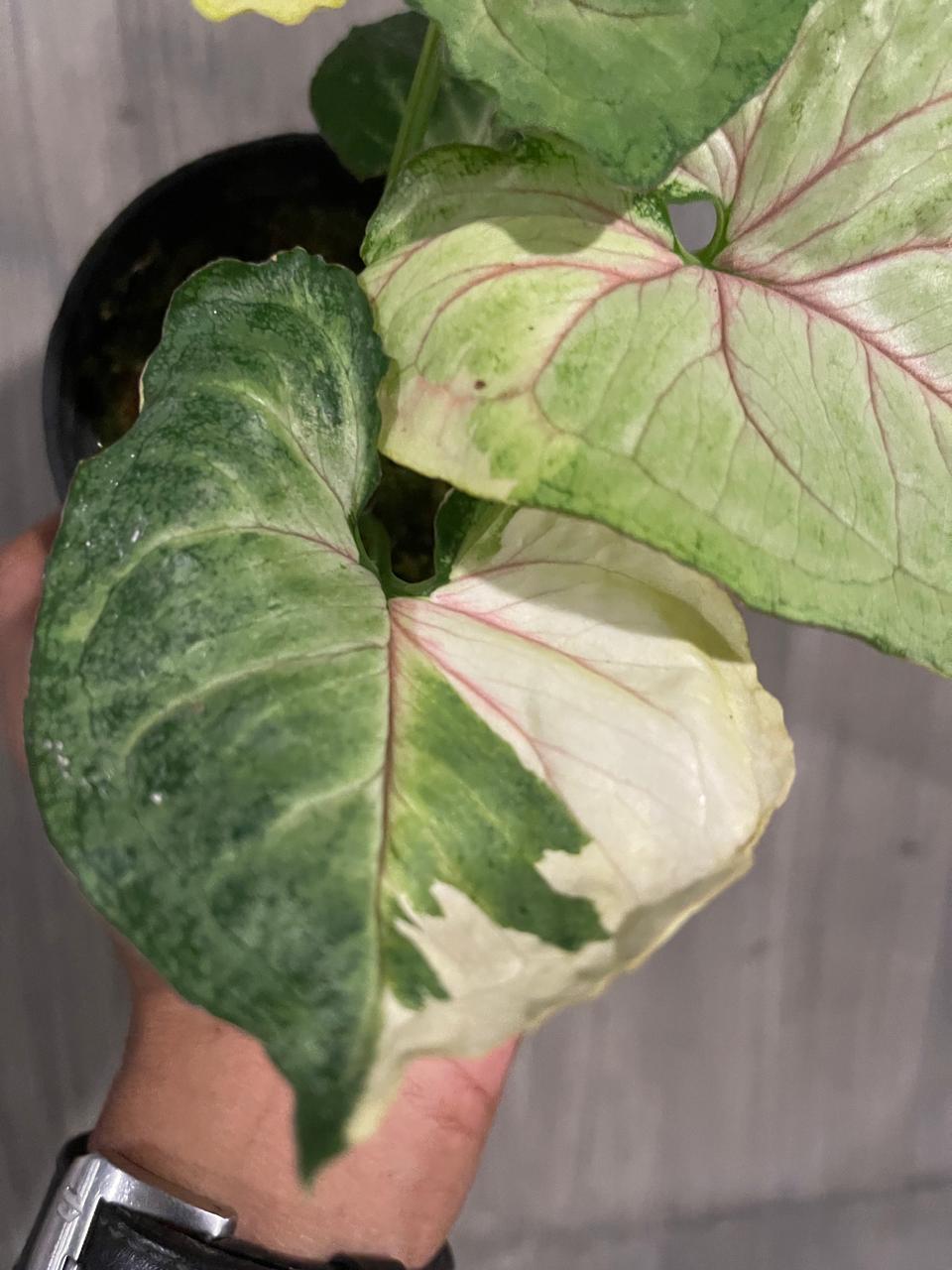 Syngonium Orm Tong Variegated