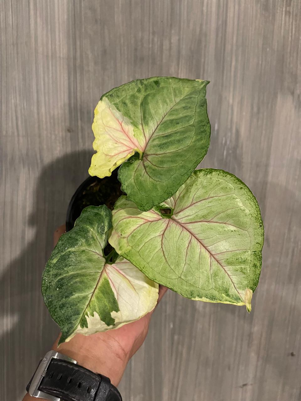 Syngonium Orm Tong Variegated