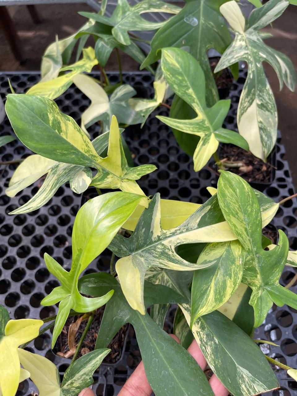 Wholesale 10x Philodendron Florida Beauty Variegated