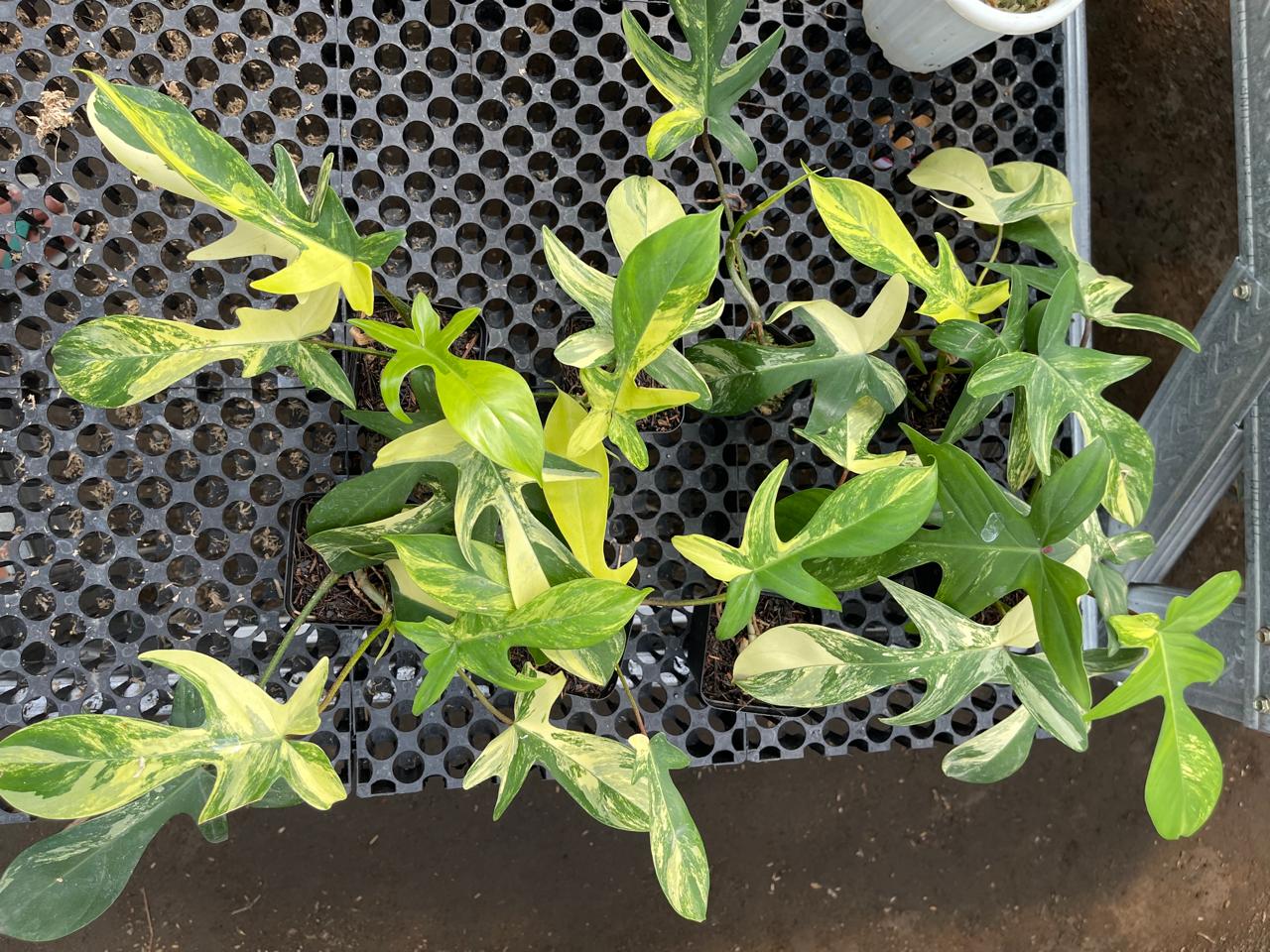 Wholesale 10x Philodendron Florida Beauty Variegated
