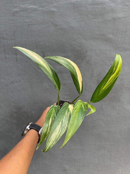 Wholesale 5x Epipremnum Amplissimum Variegated