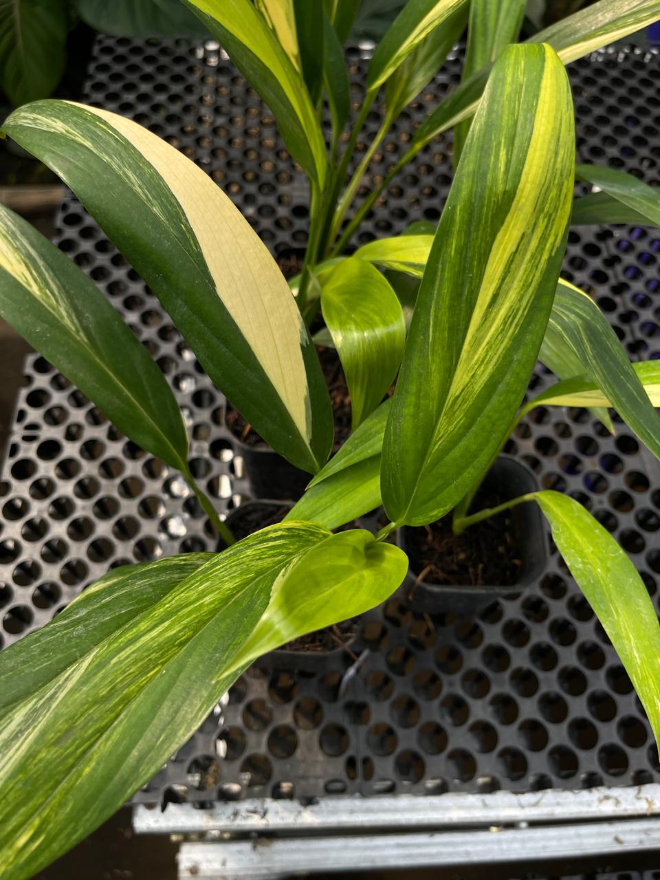 Wholesale 5x Epipremnum Amplissimum Variegated