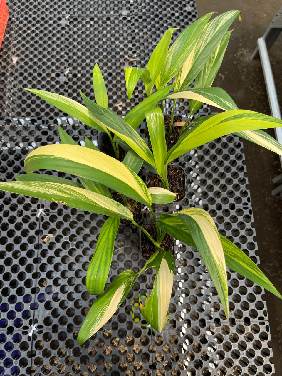 Wholesale 5x Epipremnum Amplissimum Variegated