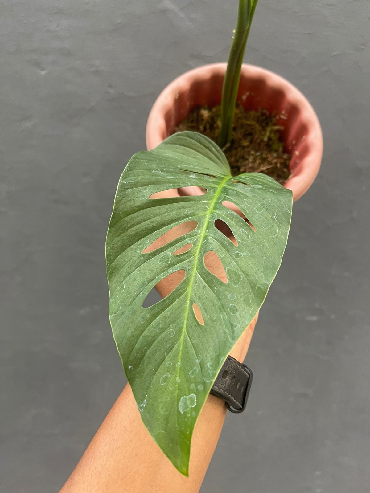Monstera Laniata Medium Leaf
