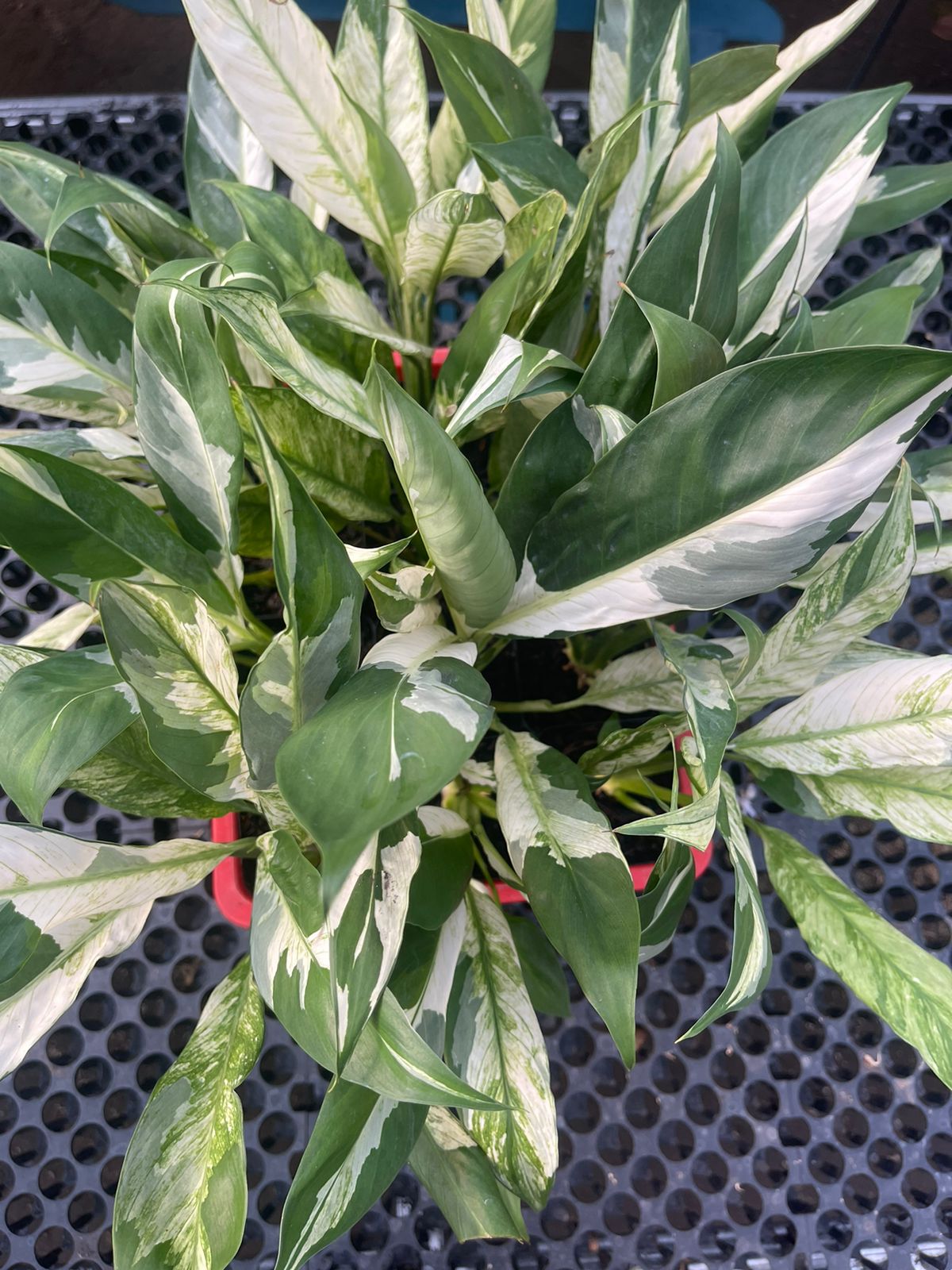 Wholesale 25x Spathiphyllum Peace Lily Variegated
